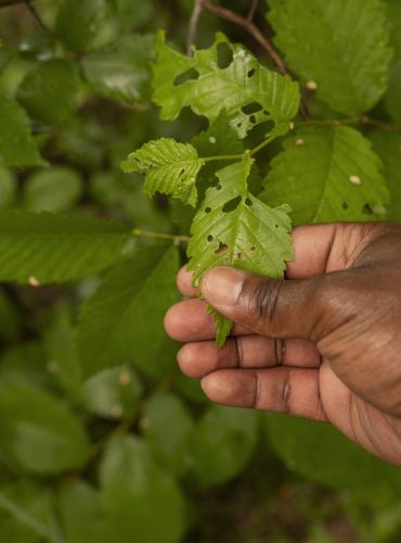 high-angle-hand-holding-leaf