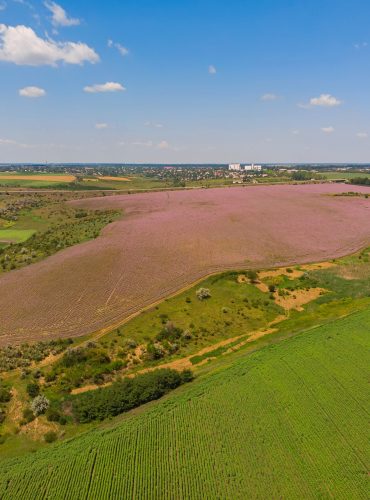 Aerial view of a landscape with lavender field